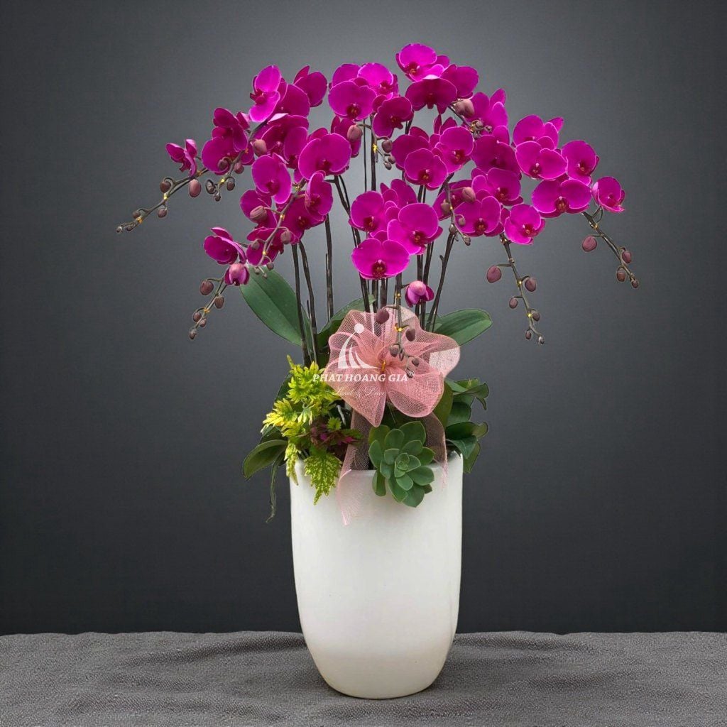 Hoa Lan Hồ Điệp - Chậu Lan Hồ Điệp An Bình - 24790