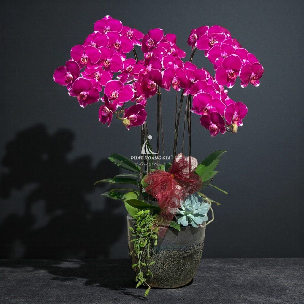 Hoa Lan Hồ Điệp - Chậu Lan Hồ Điệp An Bình 1 - 24792