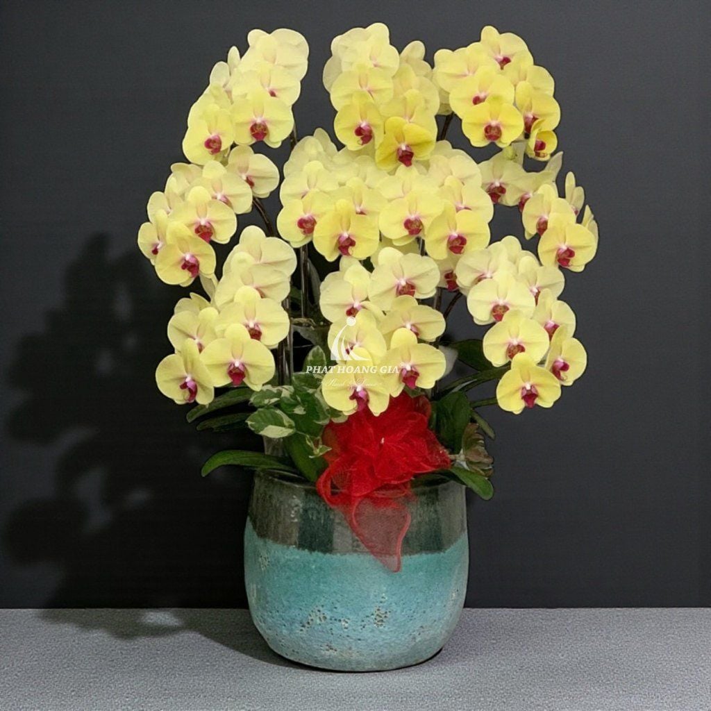 Hoa Lan Hồ Điệp - Chậu Lan Hồ Điệp Hưng Thịnh 1 - 24794