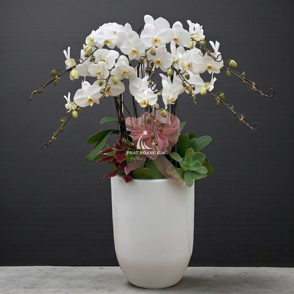 Hoa Lan Hồ Điệp - Chậu Lan Hồ Điệp Hưng Thịnh 2 - 24819