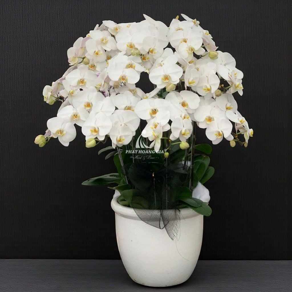 Hoa Lan Hồ Điệp - Chậu Lan Hồ Điệp An Bình 2 - 24824