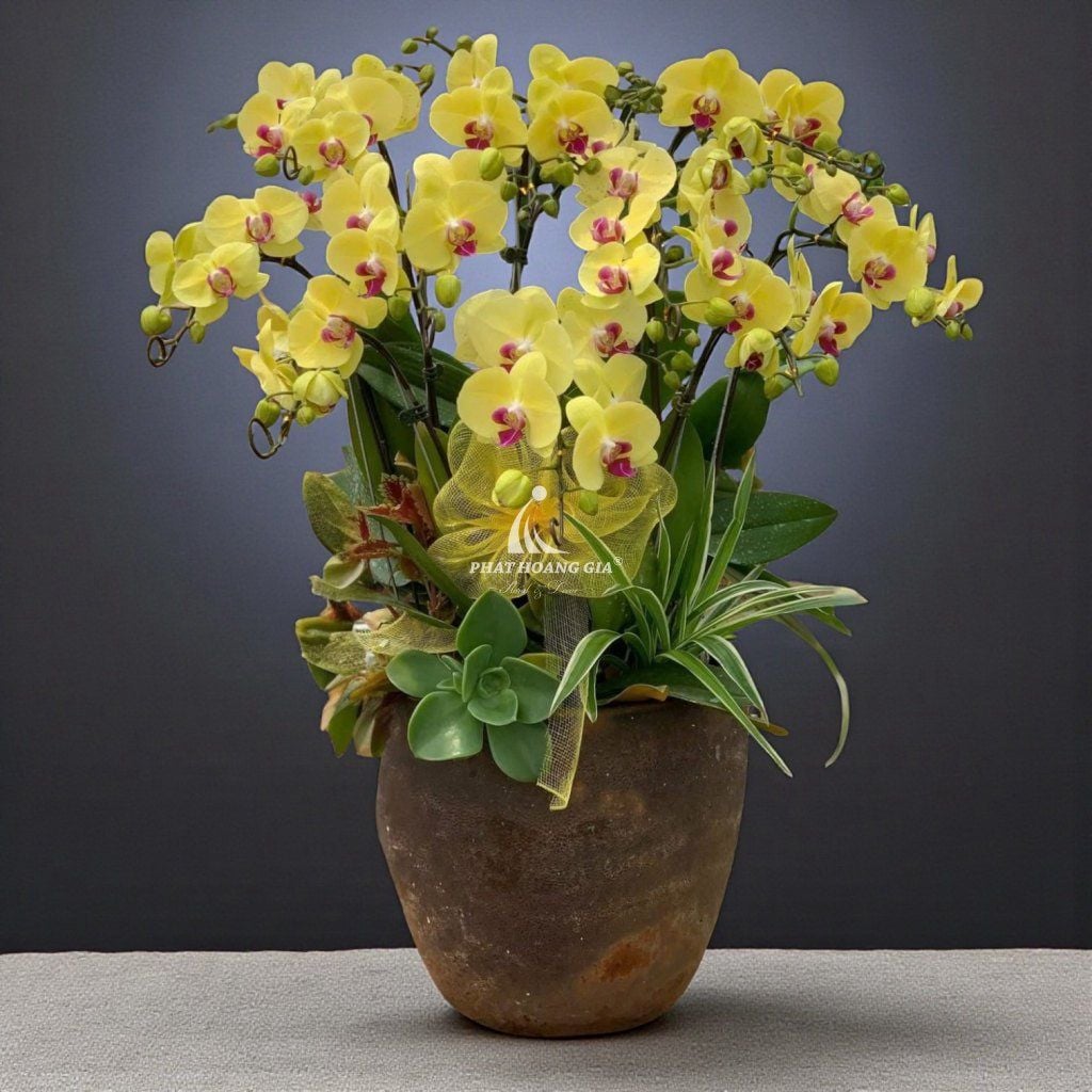 Hoa Lan Hồ Điệp - Chậu Lan Hồ Điệp An Bình 3 - 24900