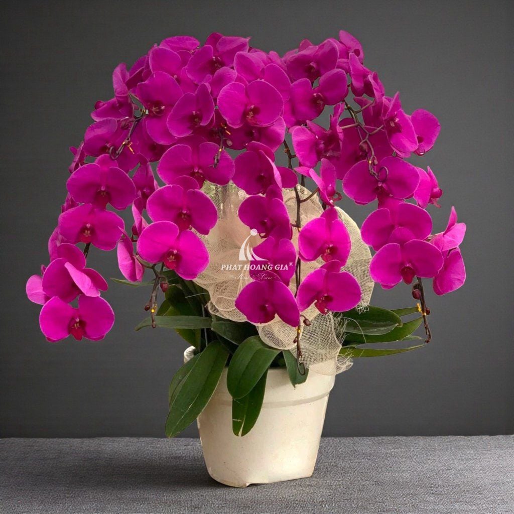 Hoa Lan Hồ Điệp - Chậu Lan Hồ Điệp An Bình 4 - 24922