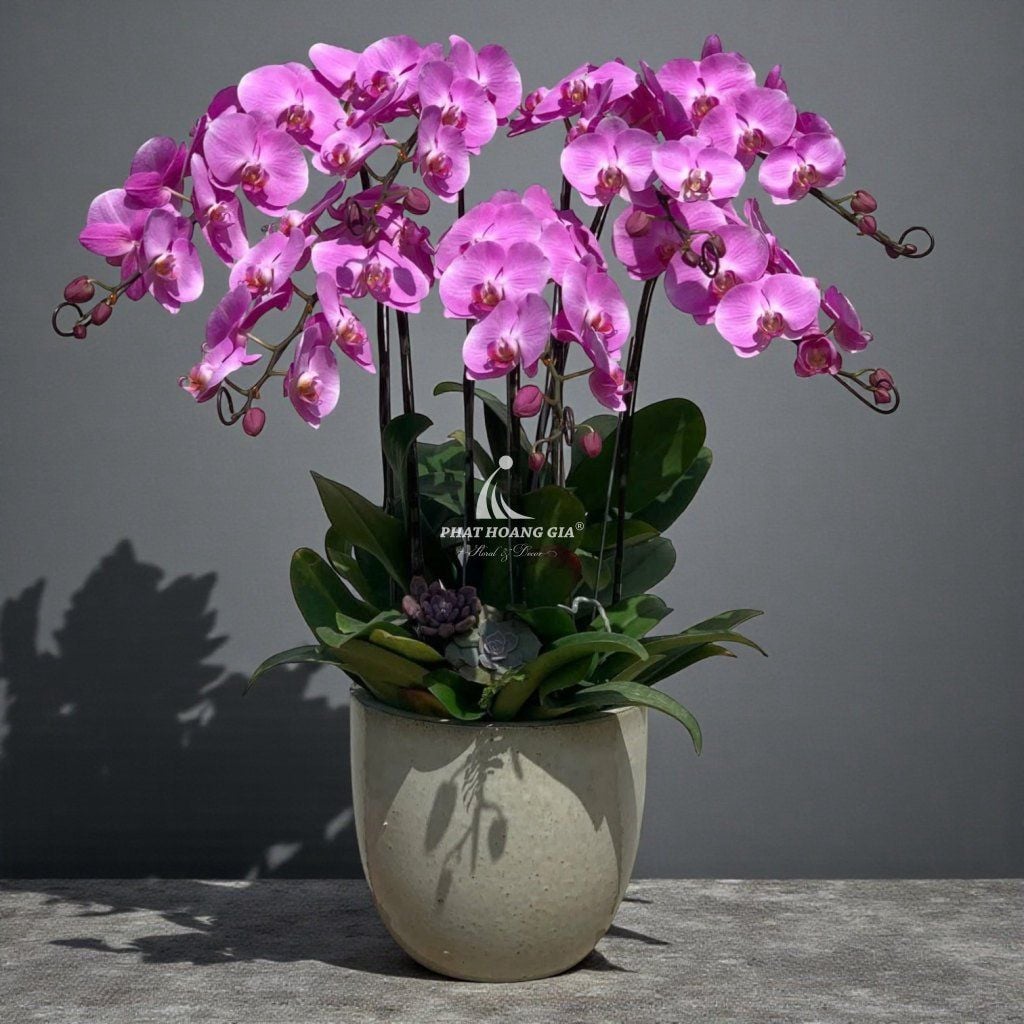Hoa Lan Hồ Điệp - Chậu Lan Hồ Điệp An Bình 5 - 24939