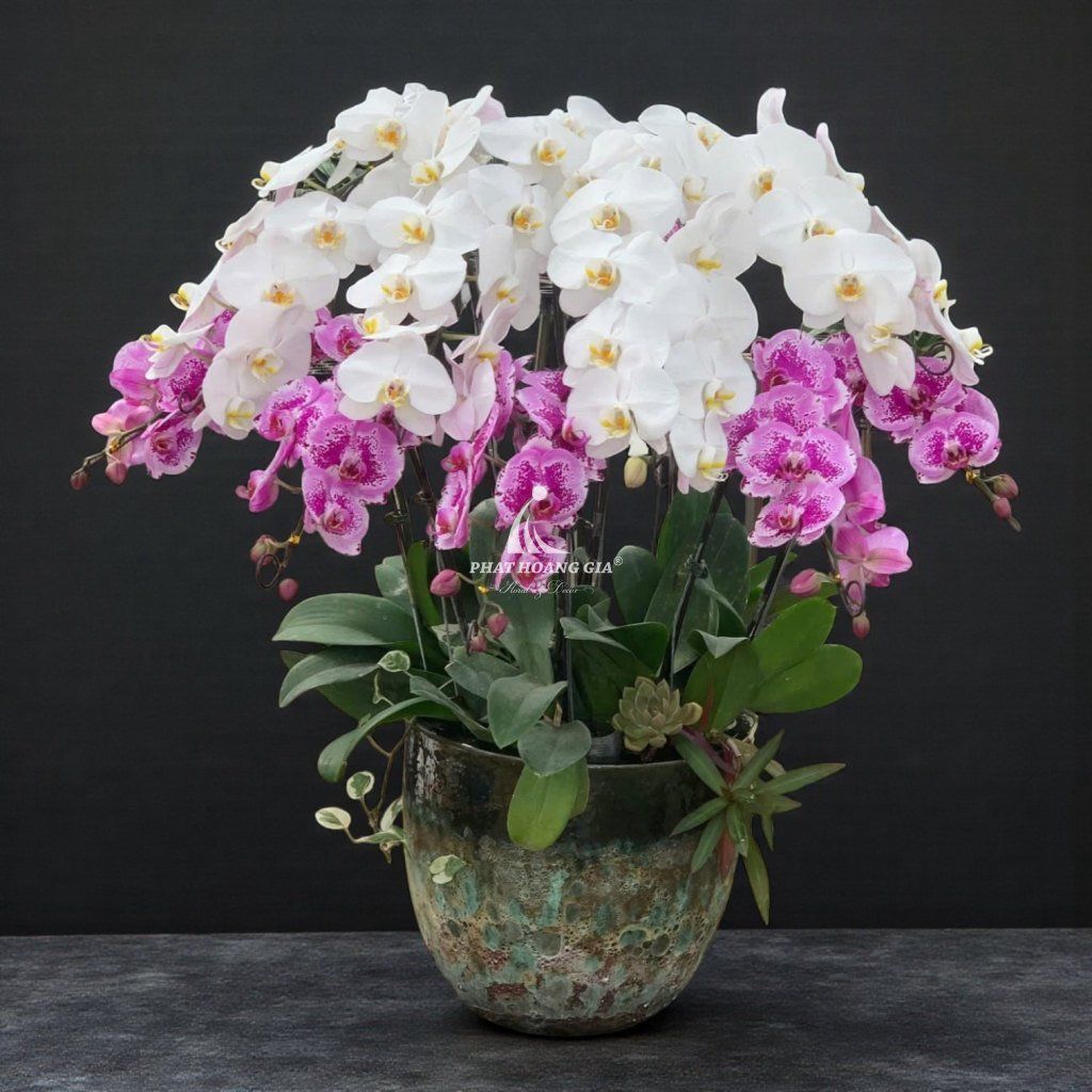 Hoa Lan Hồ Điệp - Chậu Lan Hồ Điệp Hưng Thịnh 3 - 24959