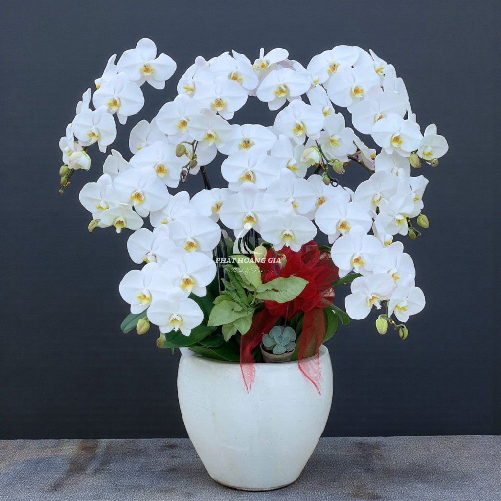 Hoa Lan Hồ Điệp - Chậu Lan Hồ Điệp Hưng Thịnh 4 - 24975