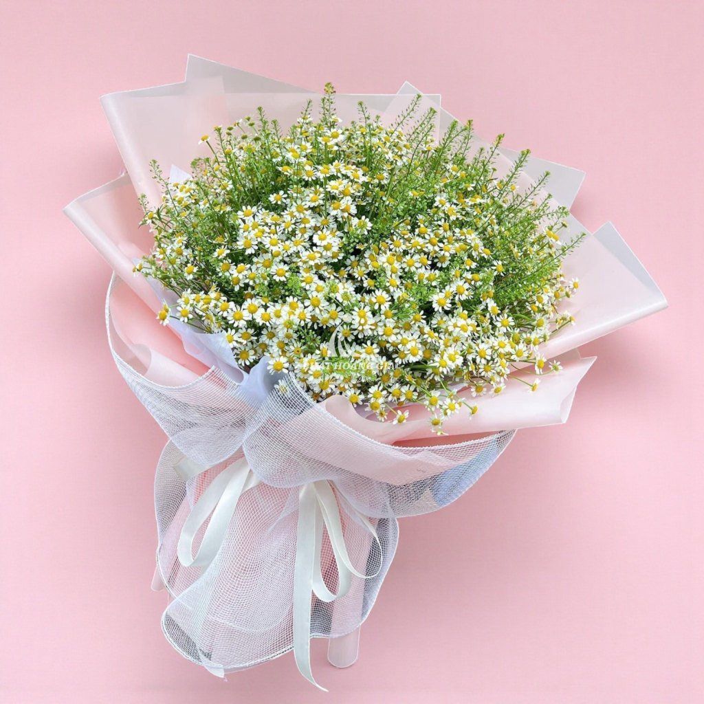 Hoa Cúc Tana - Little Tana 2 - 28376