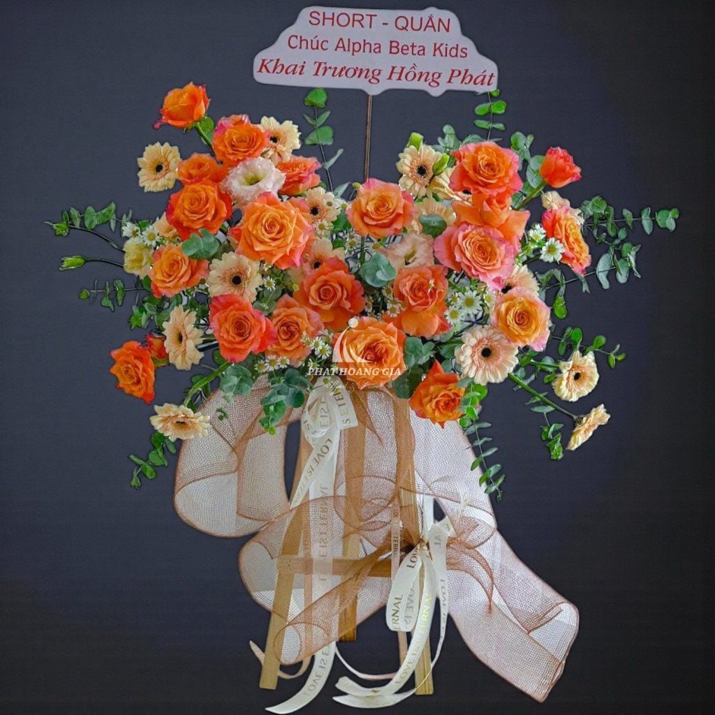 Hoa Đồng Tiền - Congrats Mini - 12620