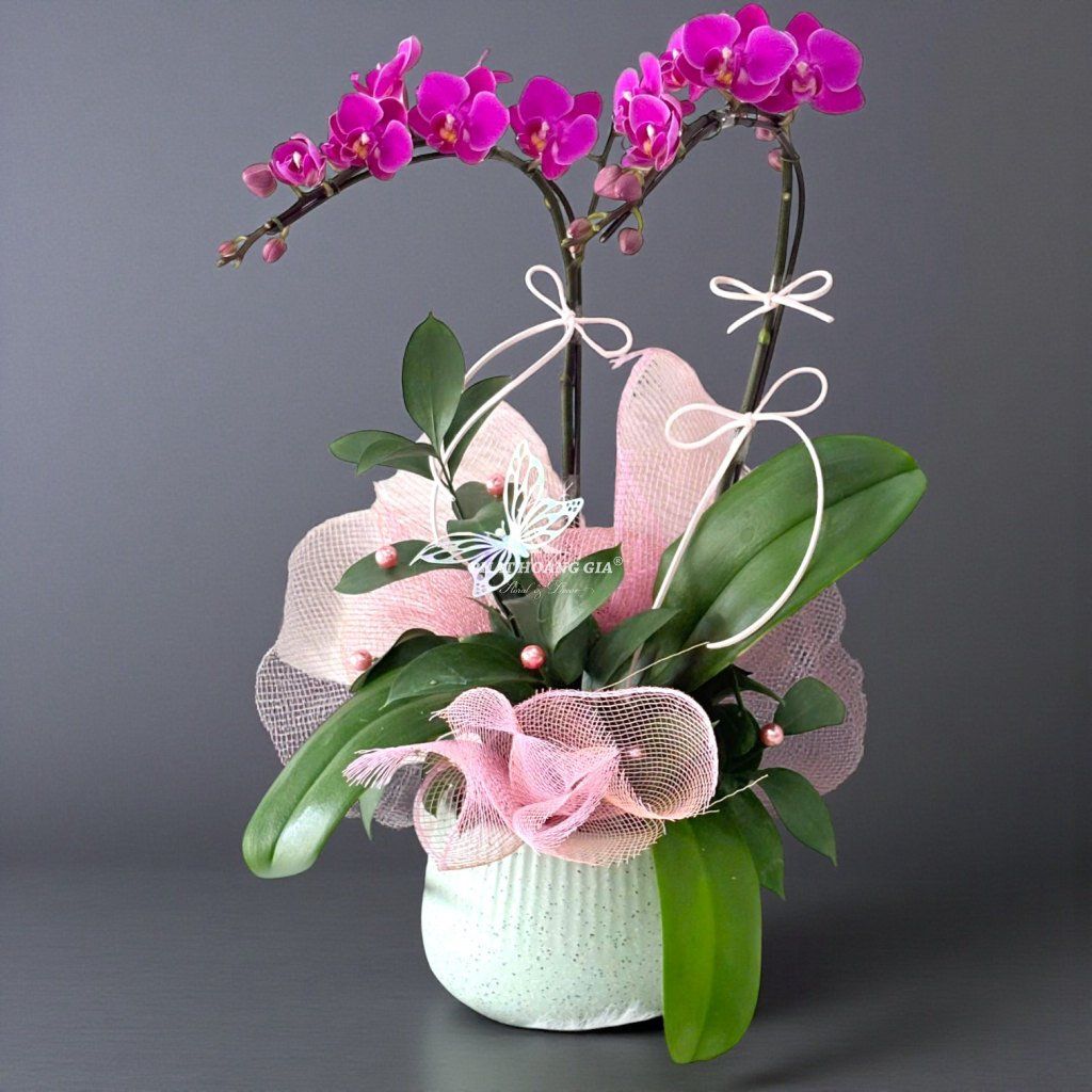Hoa Lan Hồ Điệp - Chậu Lan Hồ Điệp Hưng Thịnh 5 - 30436