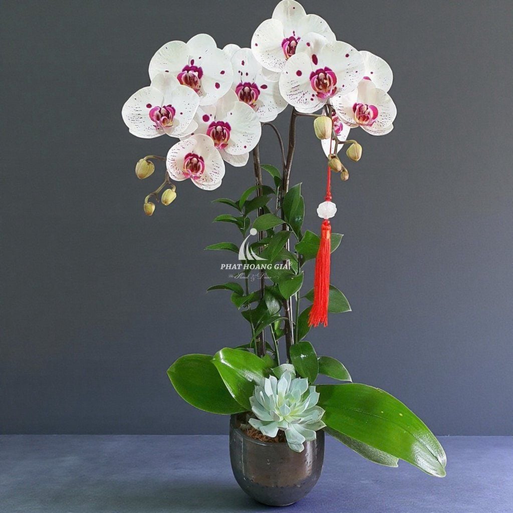 Hoa Lan Hồ Điệp - Lan Hồ Điệp Hồng Phát 5 - 30437
