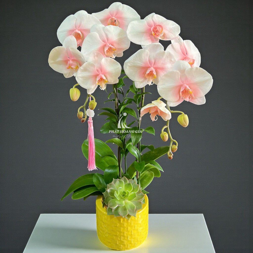 Hoa Lan Hồ Điệp - Chậu Lan Hồ Điệp An Nhiên 6 - 30438