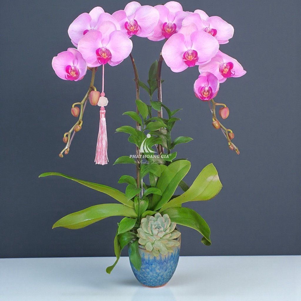 Hoa Lan Hồ Điệp - Chậu Lan Hồ Điệp An Bình 7 - 30441