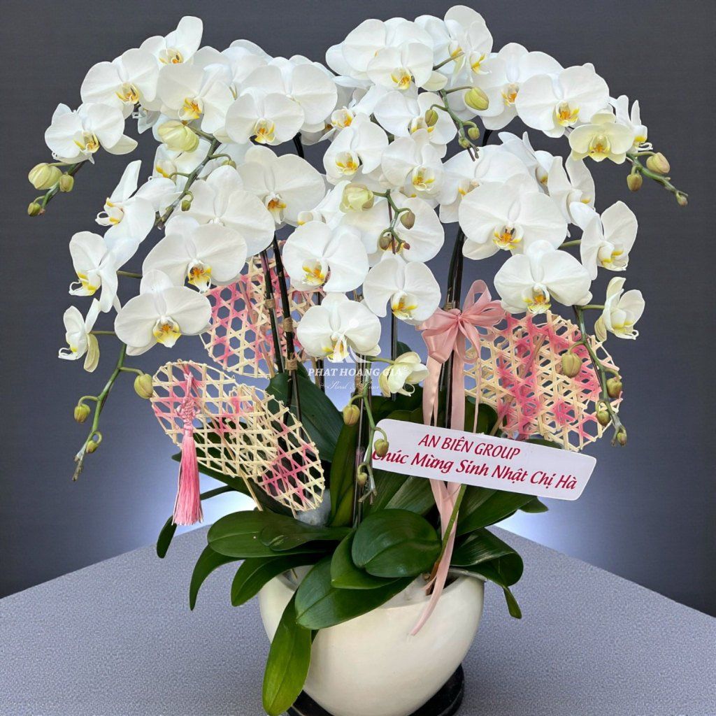 Hoa Lan Hồ Điệp - Chậu Lan Hồ Điệp An Bình 8 - 31151