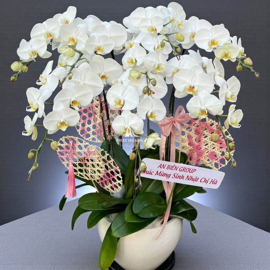Hoa Lan Hồ Điệp - Chậu Lan Hồ Điệp An Bình 8 - 31151