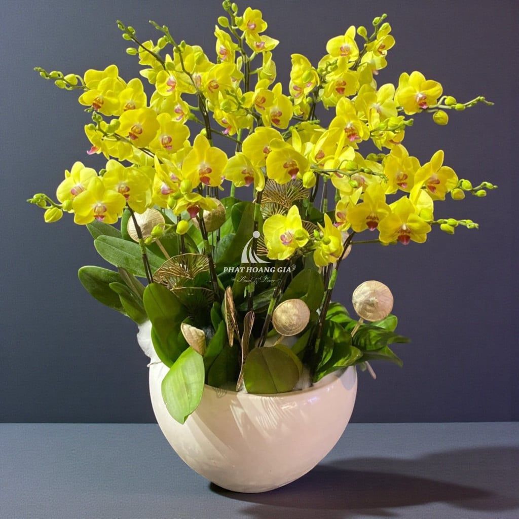 Hoa Lan Hồ Điệp - Chậu Lan Hồ Điệp Hưng Thịnh 6 - 32820