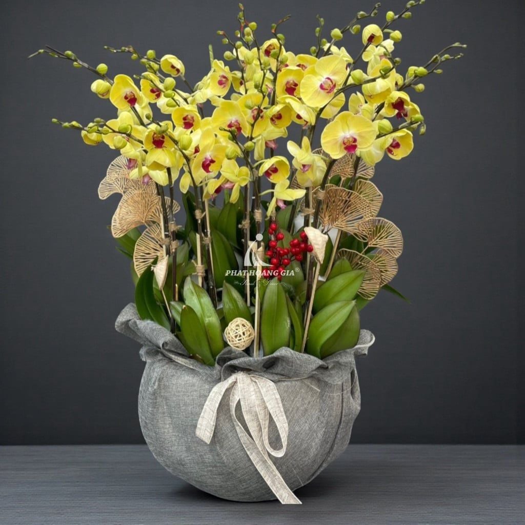 Hoa Lan Hồ Điệp - Chậu Lan Hồ Điệp An Bình 9 - 32821