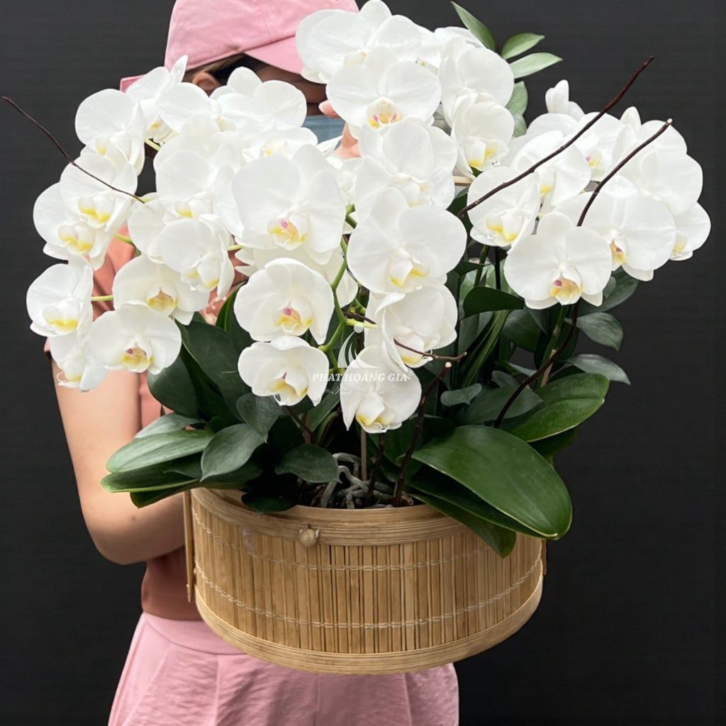 Hoa Lan Hồ Điệp - Đong Đầy Yêu Thương 7 - 34576
