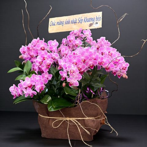  Hoa khai trương - Gần Nhau 8 - 34643 