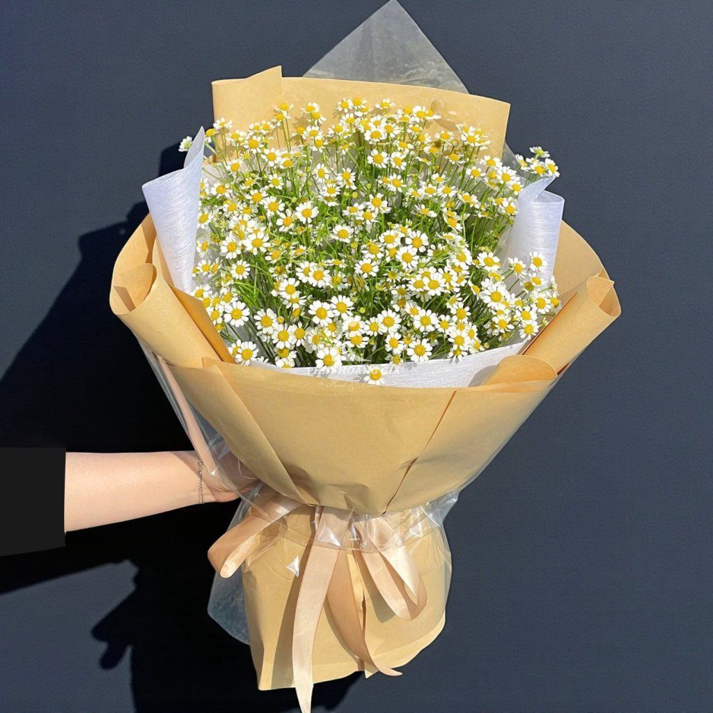 Hoa Cúc Tana - Little Tana - 17162