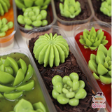  Gói Rau cau con cá 25gr 