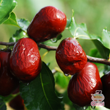  TÁO ĐỎ TÂN CƯƠNG SẤY KHÔ 