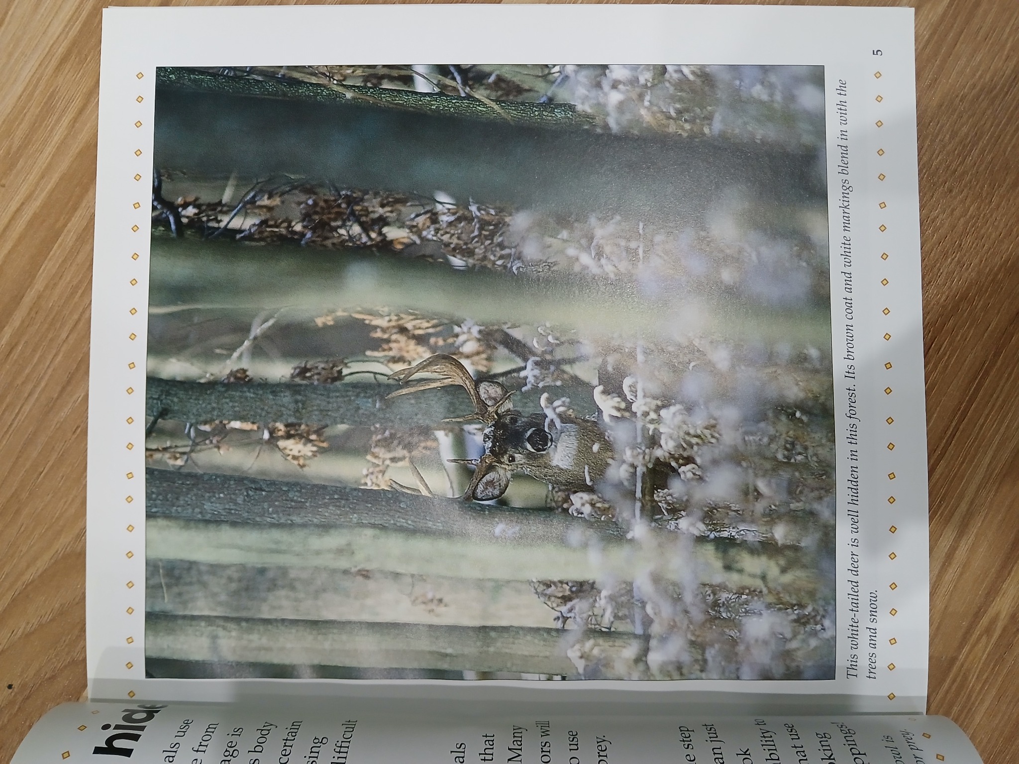 What are Camouflage and Mimicry? - Bobbie Kalman