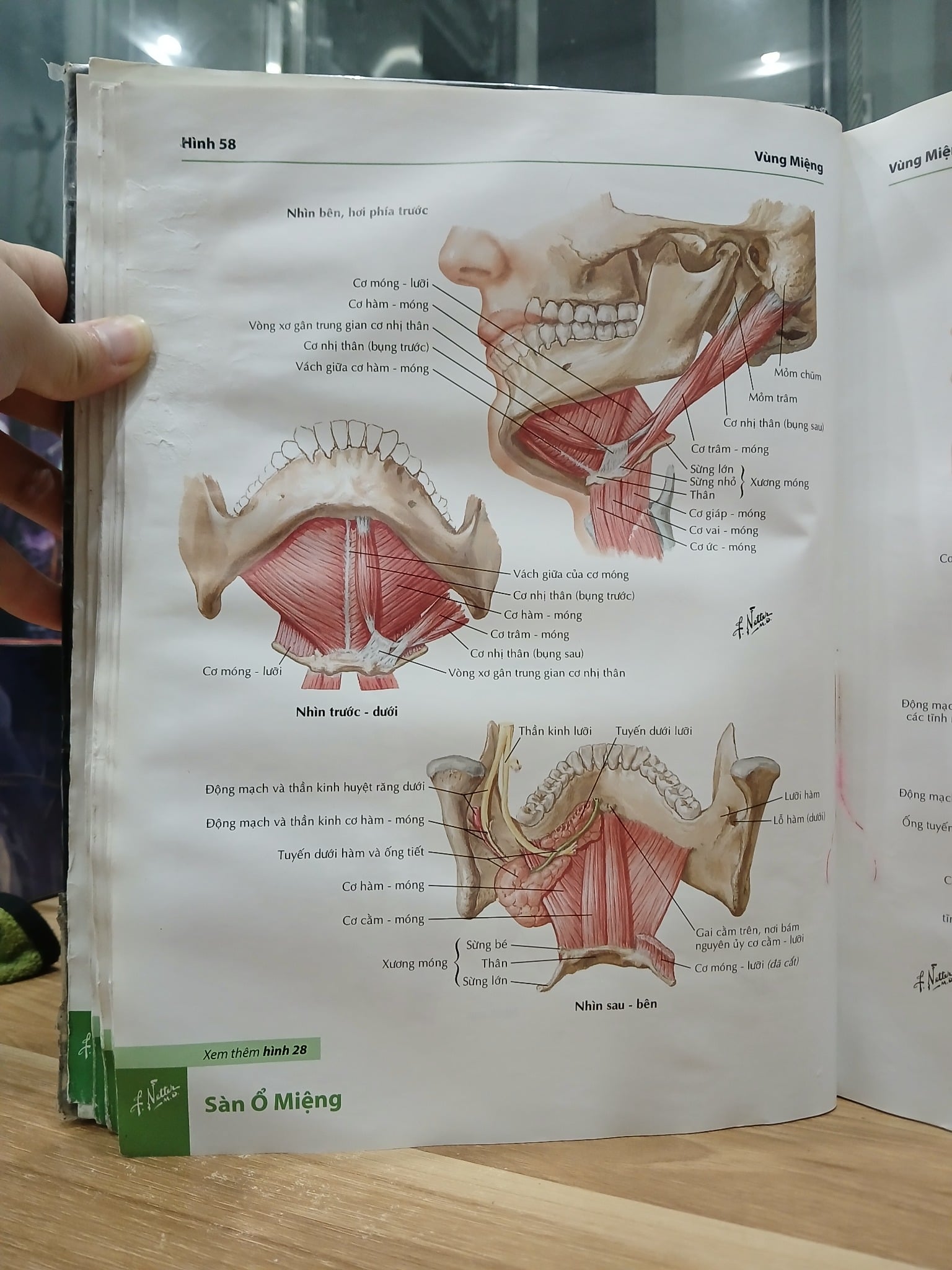 Atlas giải phẫu người – Frank H. Netter, MD