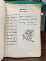 Cây cảnh – Cây thuốc trong nhà trường — Nguyễn Hữu Đảng - ảnh 4