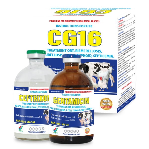  CG 16 