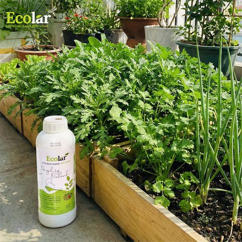  Phân Bón Ecolar Dòng Chảy Dịu Lành 1L 