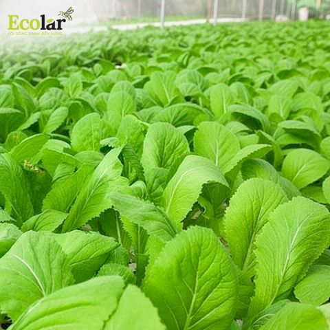  Phân Bón Ecolar Dòng Chảy Dịu Lành 20L 