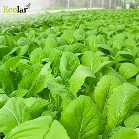  Phân Bón Ecolar Dòng Chảy Dịu Lành 1L 
