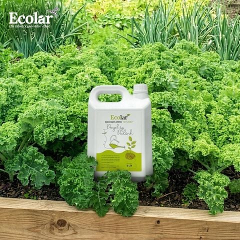  Phân Bón Ecolar Dòng Chảy Dịu Lành 5L 