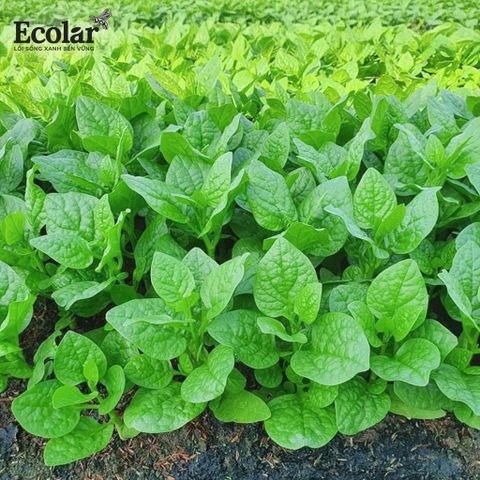  Phân Bón Ecolar Mạch Đất 25Kg 