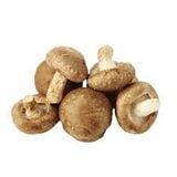 NẤM HƯƠNG HỮU CƠ L1 (PHẦN)