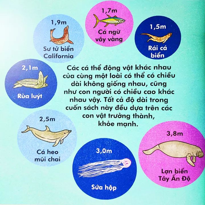 Cá Voi Dài Bao Nhiêu?