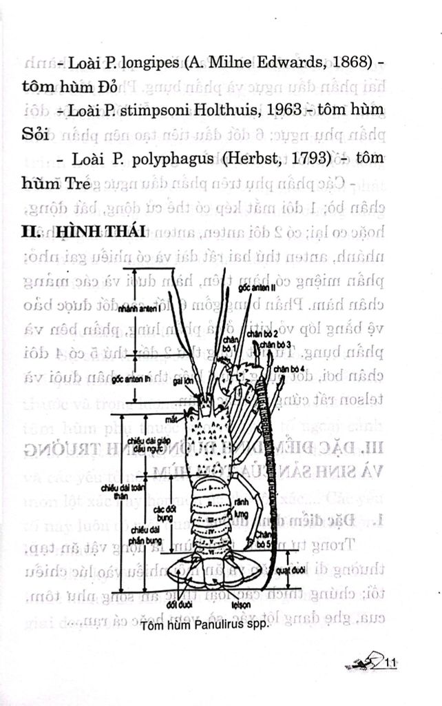 KỸ THUẬT NUÔI TÔM HÙM