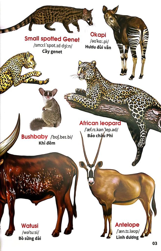 My First Book Of Animals - Thế Giới Động Vật