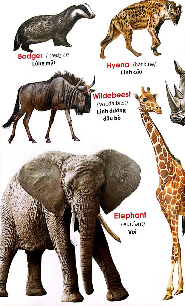 My First Book Of Animals - Thế Giới Động Vật