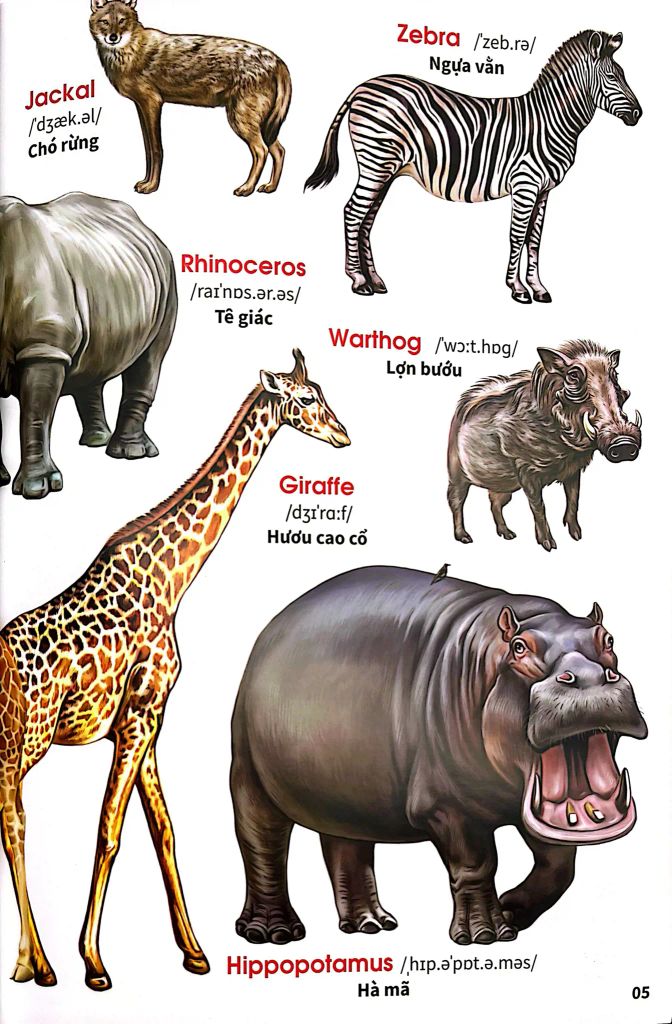 My First Book Of Animals - Thế Giới Động Vật