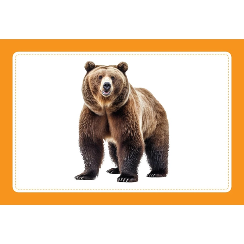 Flash Card - Bộ Thẻ Động Vật Hoang Dã - Wild Animals