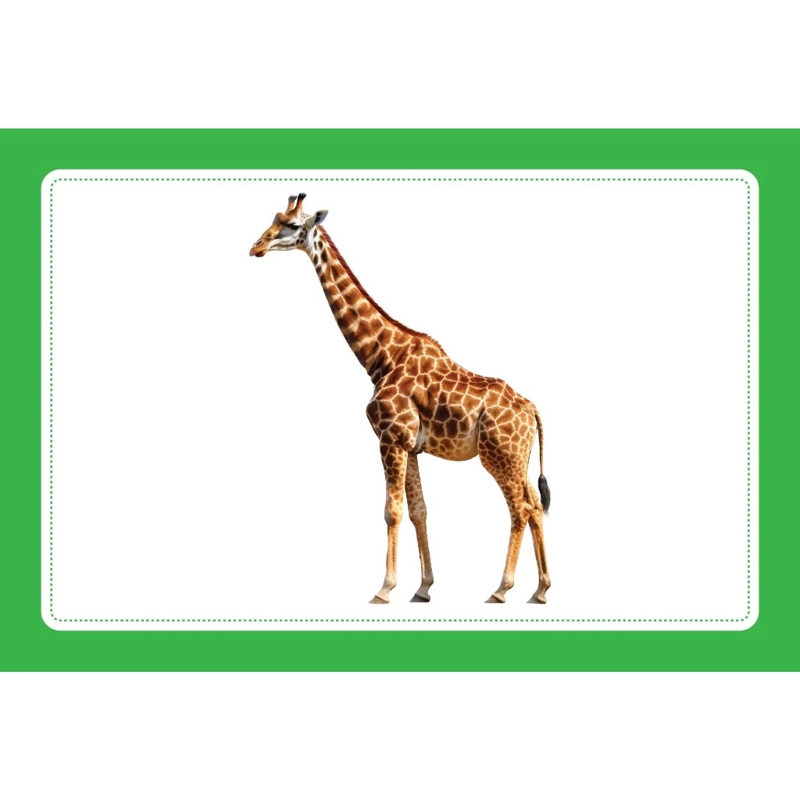 Flash Card - Bộ Thẻ Động Vật Hoang Dã - Wild Animals