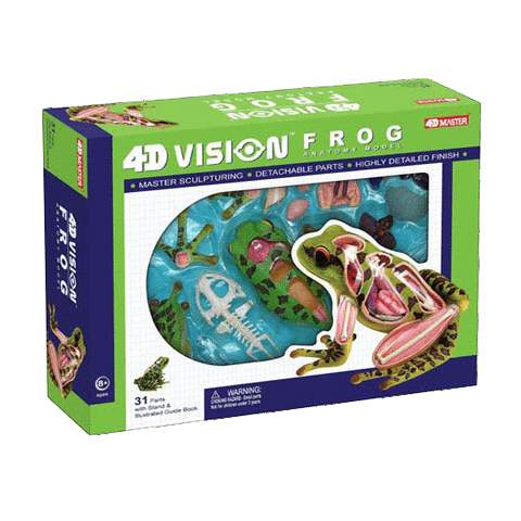 Mô hình 4D con ếch 26104