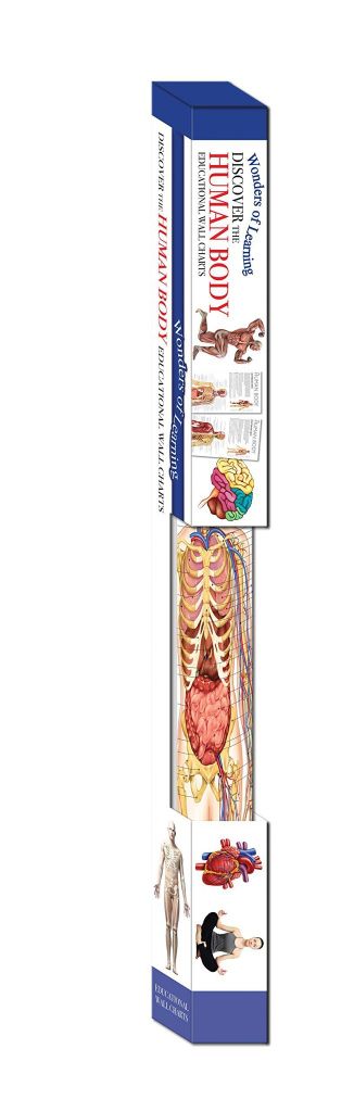 Wonders Of Learning Wall Chart Discover The Human Body