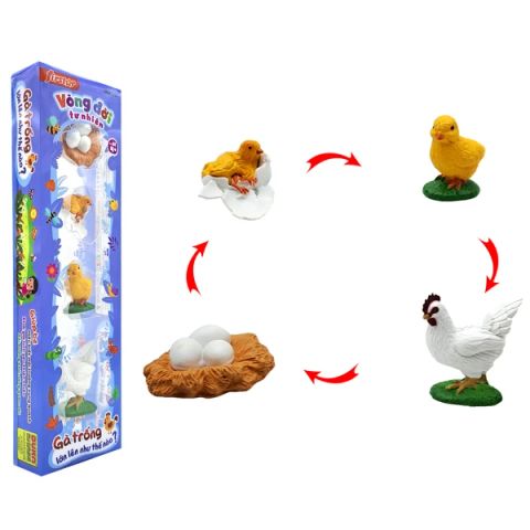 VÒNG ĐỜI TỰ NHIÊN GÀ TRỐNG LỚN LÊN NHƯ THẾ NÀO DK 81255 (DUKA)