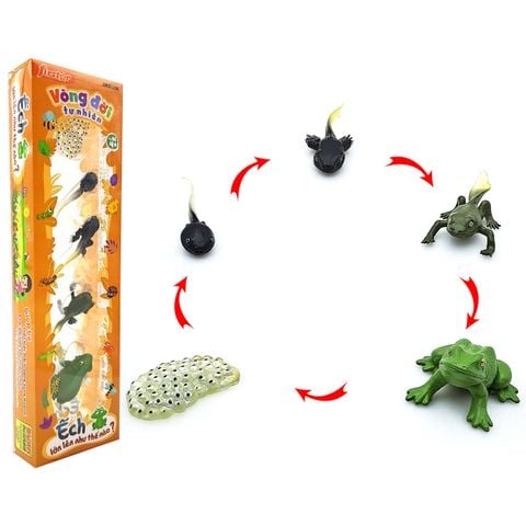 VÒNG ĐỜI TỰ NHIÊN ẾCH LỚN LÊN NHƯ THẾ NÀO DK 81256 (DUKA)