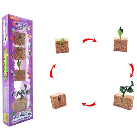 VÒNG ĐỜI TỰ NHIÊN HẠT MẦM LỚN LÊN NHƯ THẾ NÀO DK 81259 (DUKA)