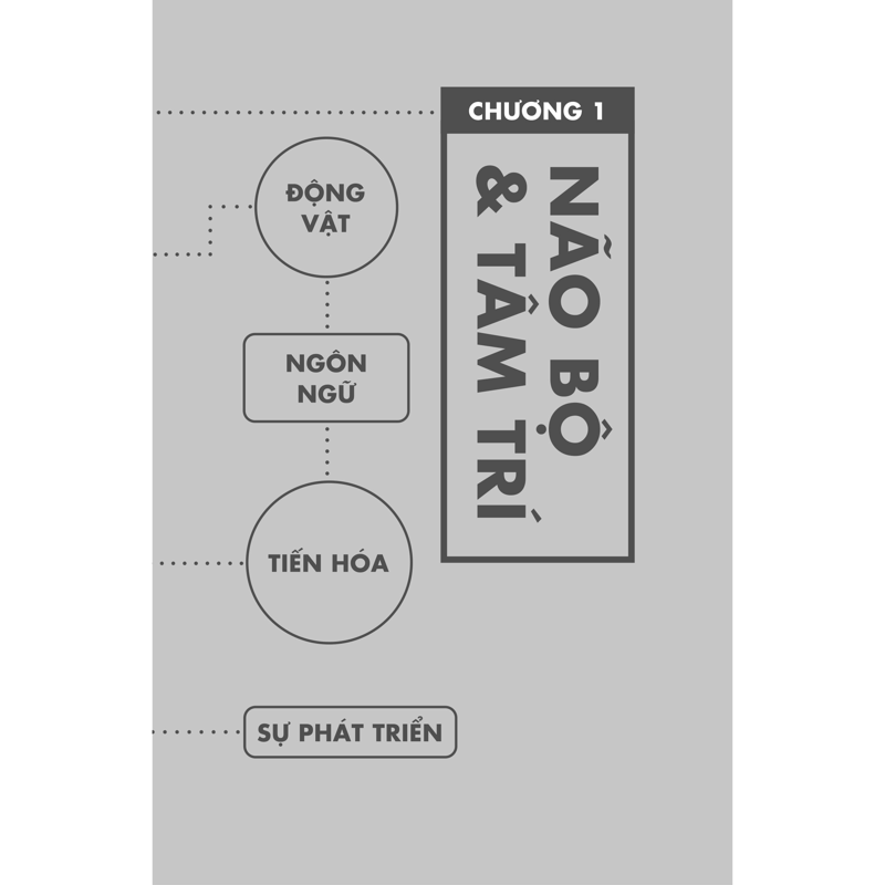 Bản Đồ Não Bộ