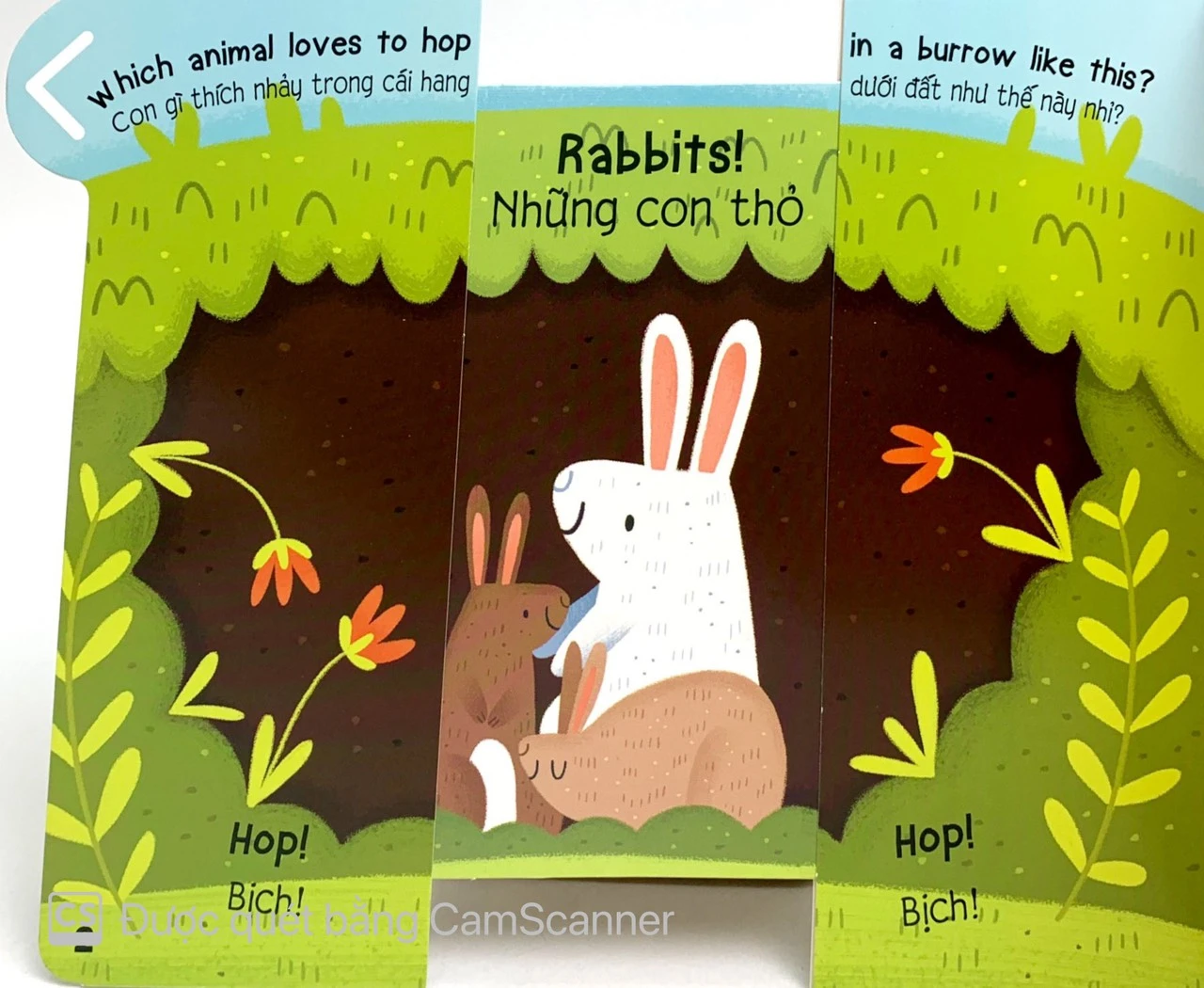 CÙNG KÉO VÀ NHÌN-CÁC LOẠI ĐỘNG VẬT (SN)