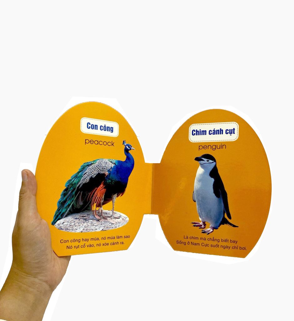 QUẢ TRỨNG ĐÁNG YÊU-ĐỘNG VẬT HOANG DÃ